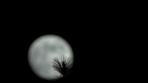 Branches in Front of the Moon Stock Footage 90527972