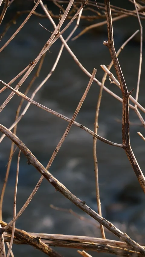 Branches in front of a stream, vertical ... | Stock Video | Pond5