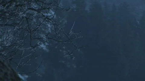 Branches with frost Stock Footage 701419