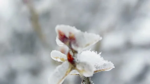 Branches frostbitten Stock Footage 40503970