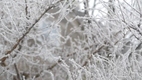 Branches with frosted tips Stock Footage 102192612