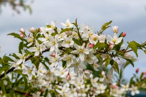 Branches of the fruit tree with blossoming white flowers. Stock Photos