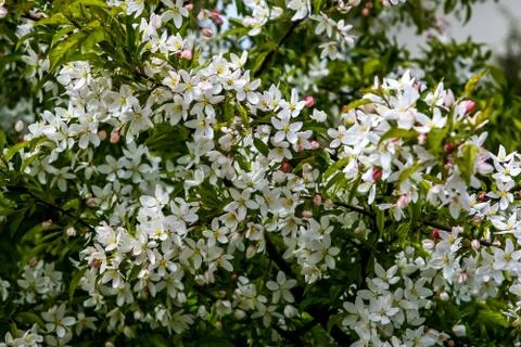 Branches of the fruit tree with blossoming white flowers. Stock Photos