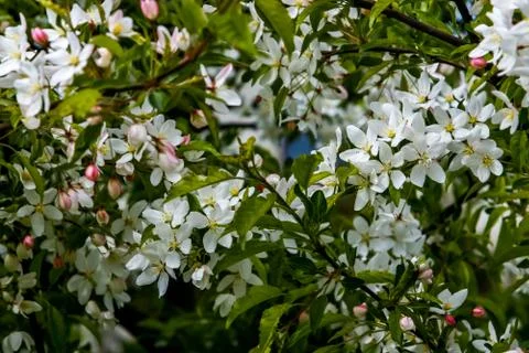 Branches of the fruit tree with blossoming white flowers. Stock Photos
