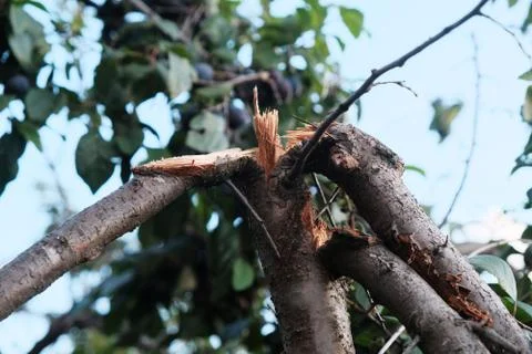 Branches of a fruit tree broken under the weight of fruits, gardening. Photos