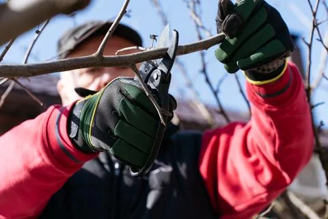 Branches of a fruit tree in the garden in early spring, a man in gardening .. Stock Photos