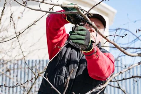 Branches of a fruit tree in the garden in early spring, a man in gardening .. Stock Photos