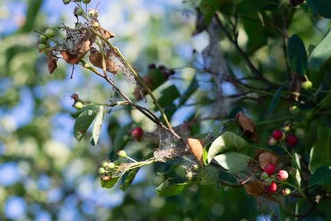 Branches of a fruit tree in a web with larvae of insect pests. Garden process Stock Photos