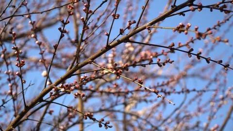 Branches of a fruit tree with white-pink spring buds of flowers are sway 스톡 동영상 127707293