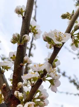 Branches of fruit trees blooming with white delicate flowers. Stock Photos