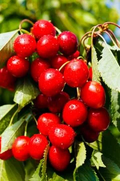 Branches full of cherries Stock Photos