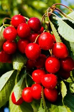 Branches full of cherries Stock Photos