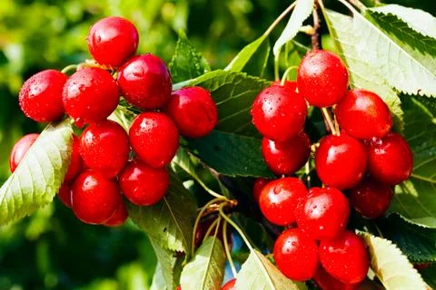 Branches full of cherries Stock-Fotos