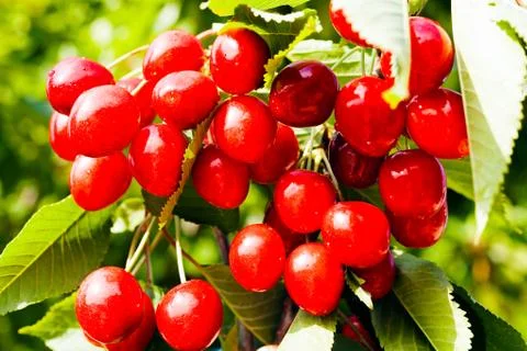 Branches full of cherries Stock Photos