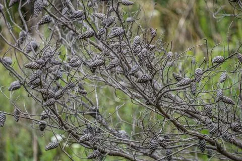 Branches full of pinecones Stock Photos