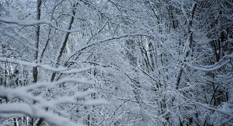 Branches full of snow Stock Photos
