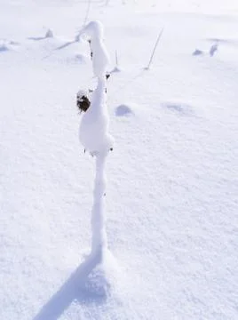 Branches is full of snow Stock Photos