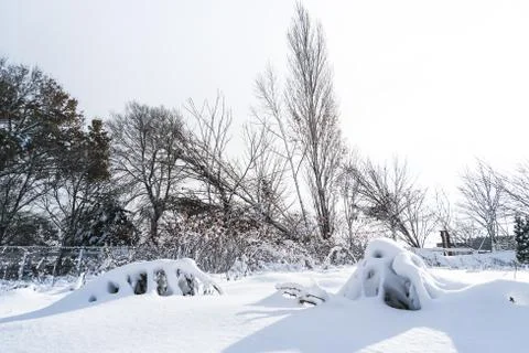 Branches is full of snow Stock Photos