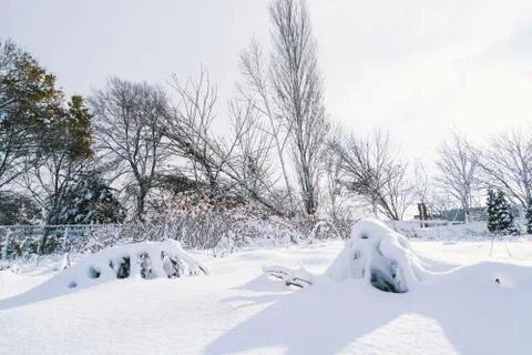 Branches is full of snow Stock Photos