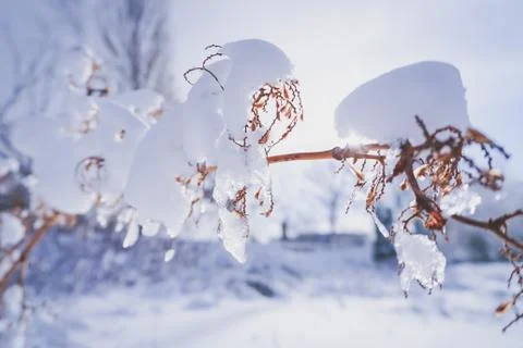 Branches is full of snow Stock Photos