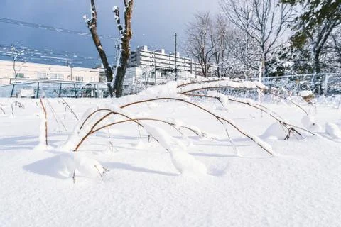 Branches is full of snow Stock Photos