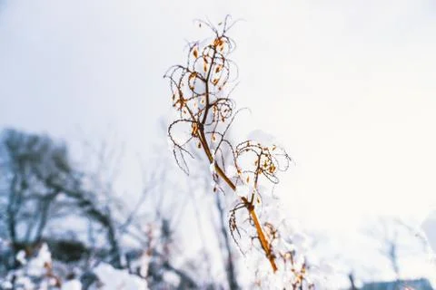 Branches is full of snow Stock Photos