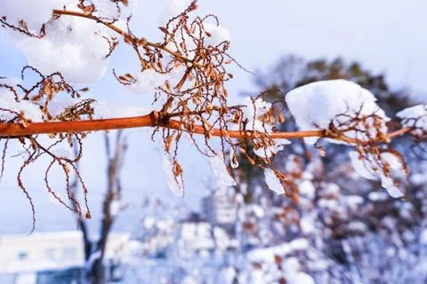 Branches is full of snow Foto stock