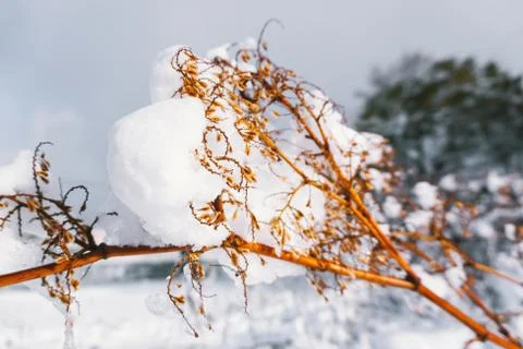 Branches is full of snow Stock Photos