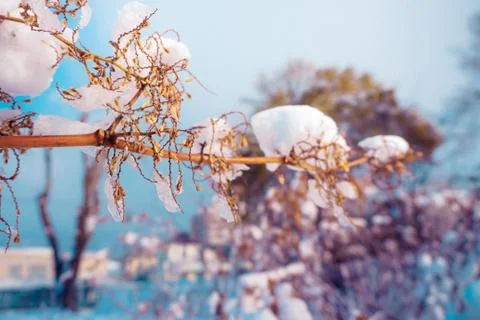 Branches is full of snow Stock Photos