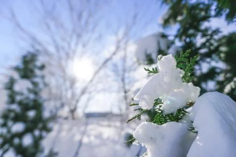 Branches is full of snow Stock Photos