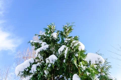 Branches is full of snow Stock Photos