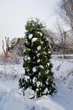Branches is full of snow Stock Photos