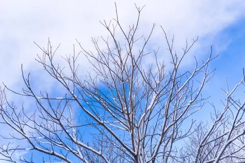 Branches is full of snow Stock Photos
