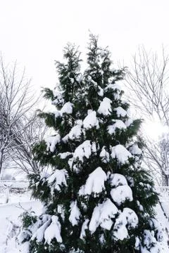Branches is full of snow Stock Photos
