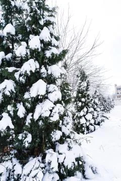 Branches is full of snow Stock Photos