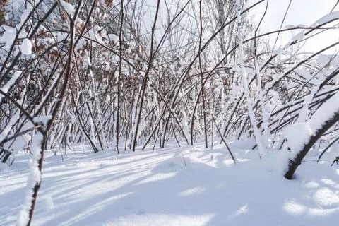 Branches is full of snow Stock Photos