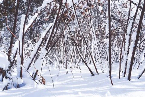 Branches is full of snow Stock Photos