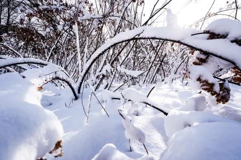 Branches is full of snow Stock Photos