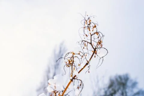 Branches is full of snow Foto stock