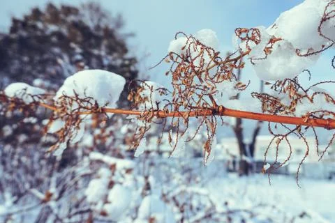 Branches is full of snow Foto stock