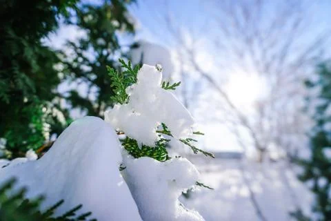 Branches is full of snow Stock Photos