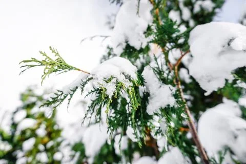 Branches is full of snow Stock Photos