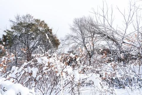Branches is full of snow Foto stock