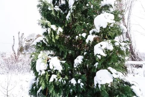 Branches is full of snow Stock Photos