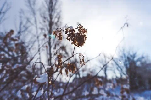 Branches is full of snow Stock Photos