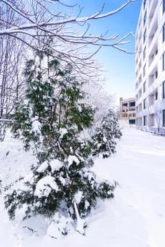 Branches is full of snow Stock Photos