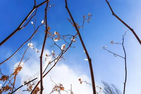 Branches is full of snow Stock Photos