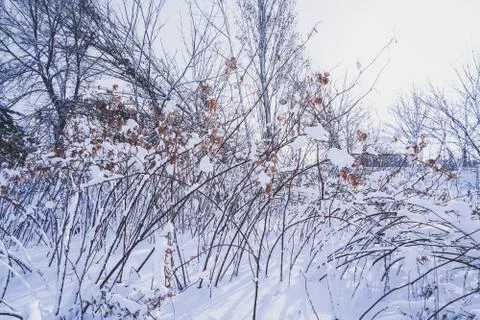 Branches is full of snow Foto stock