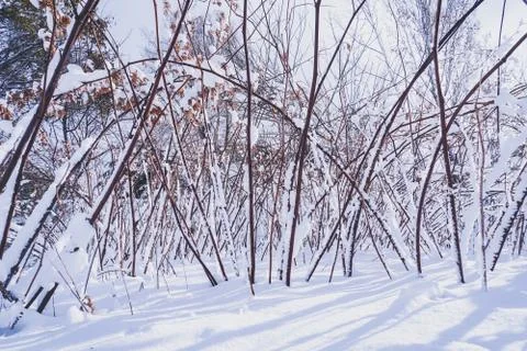 Branches is full of snow Stock Photos