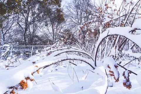 Branches is full of snow Stock Photos